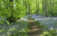 Stocktons Wood at Speke Hall, Photo credit National Trust Images, Andrew Butler